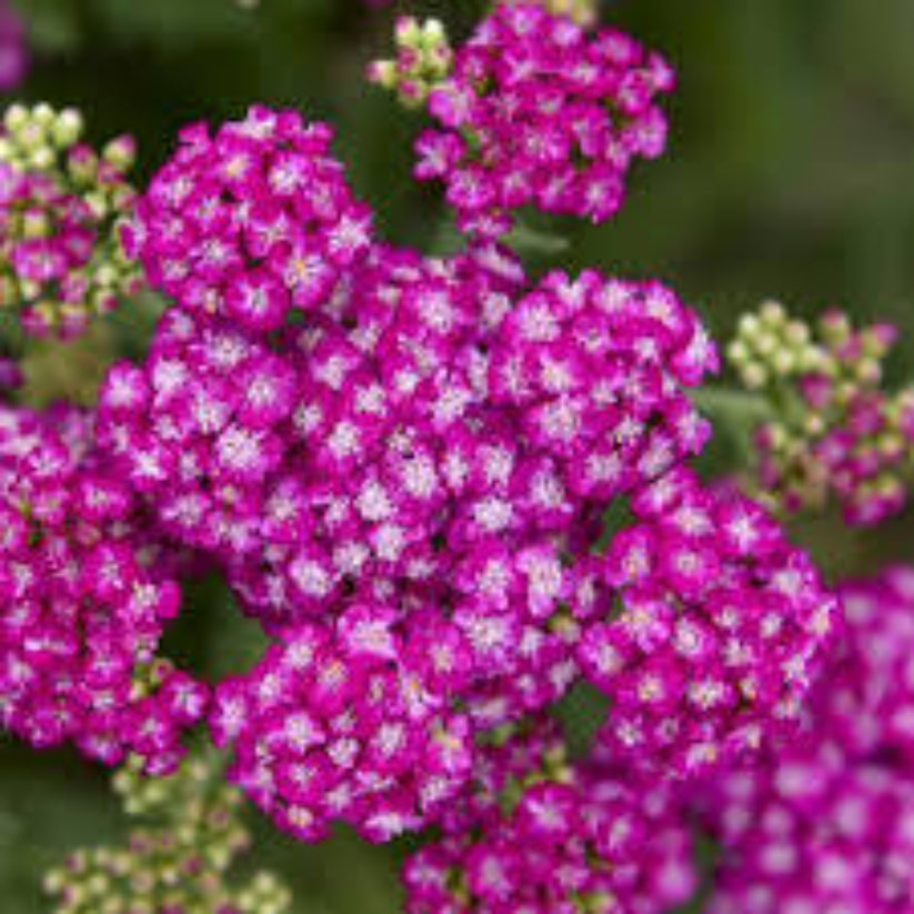 Achillea Firefly Collection &