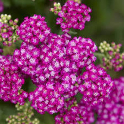 Achillea Firefly Collection &
