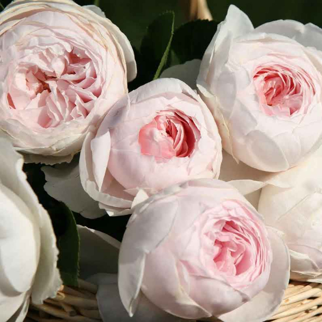 Rosa 'KORgeowin' Parfuma® Earth Angel Hybrid Tea Rose
