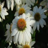Echinacea Purpurea Pow Wow White Coneflower