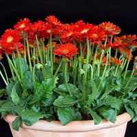 Gerbera 'Garvinea Sweet Glow' Gerber Daisy