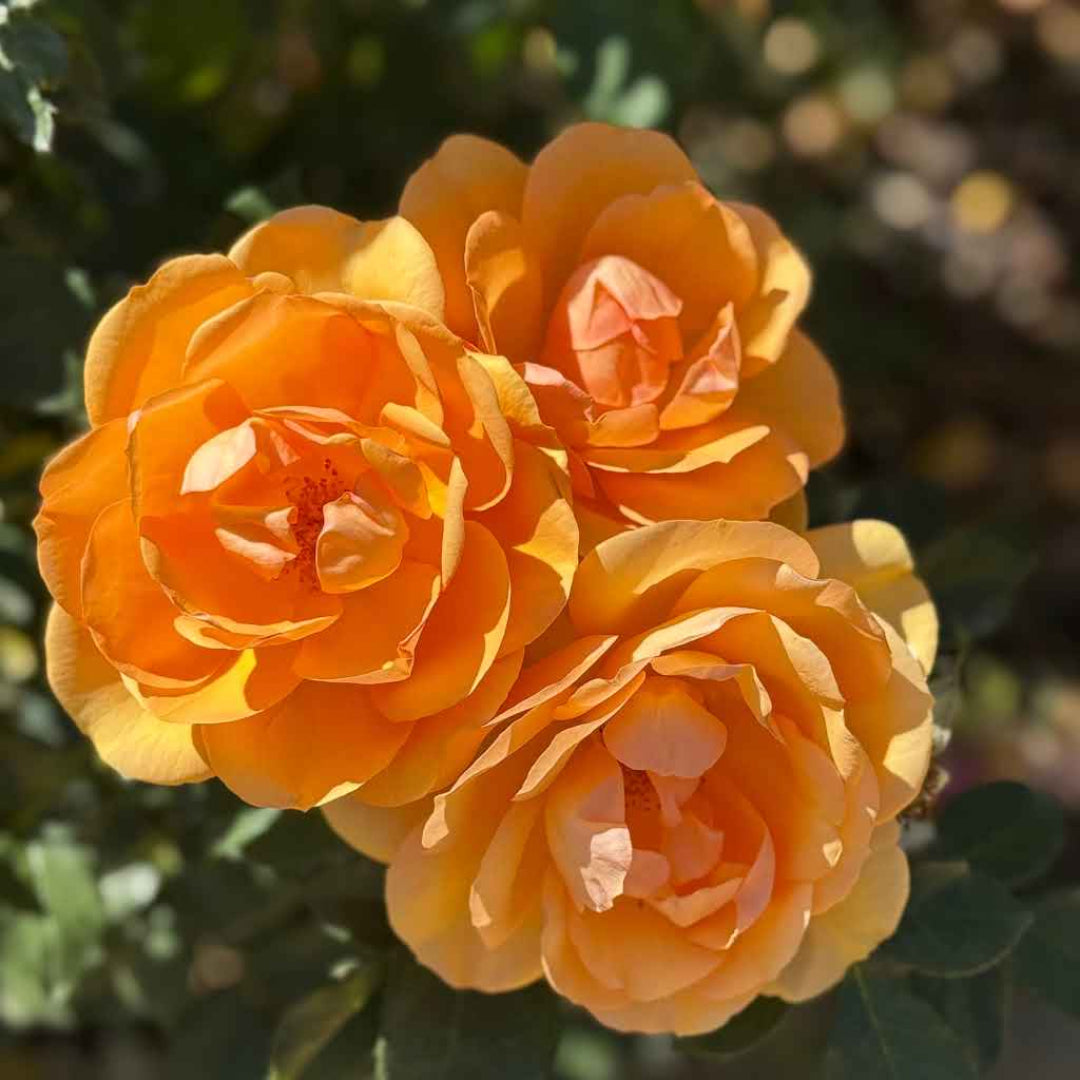 South Africa Tree Form Rose