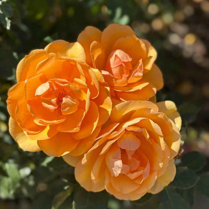 South Africa Tree Form Rose