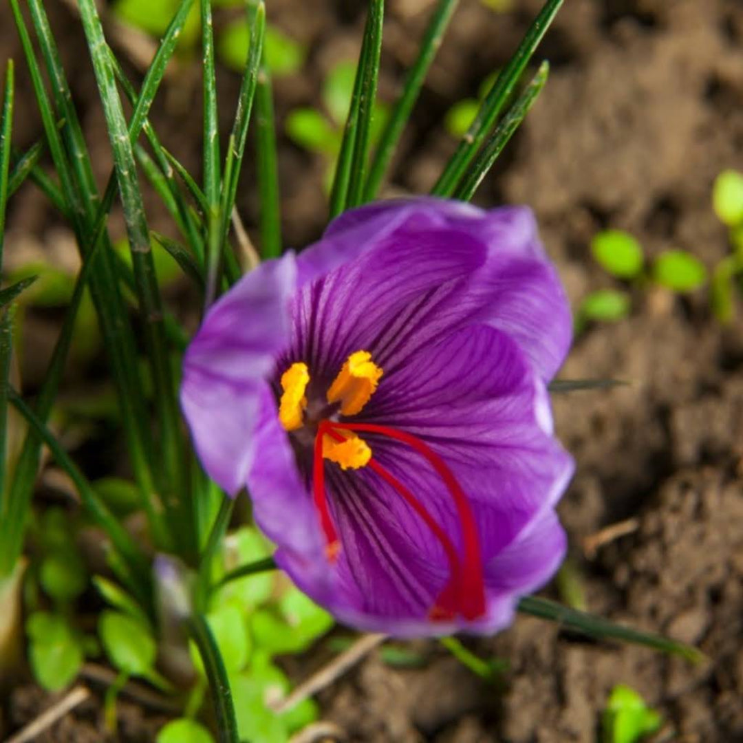 Saffron Spice Plant