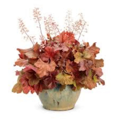 Heuchera Dolce™ &
