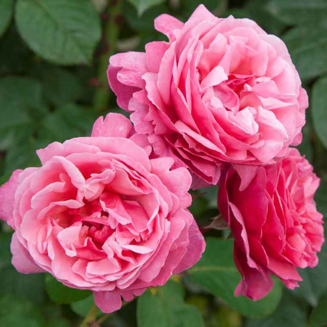 Rosa ‘Meiclusif’ Dee-Lish® Hybrid Tea Rose