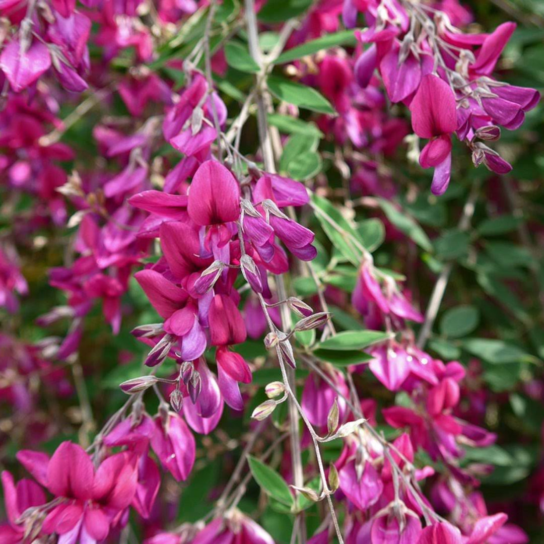 Lespedeza Pink Cascade Shrub