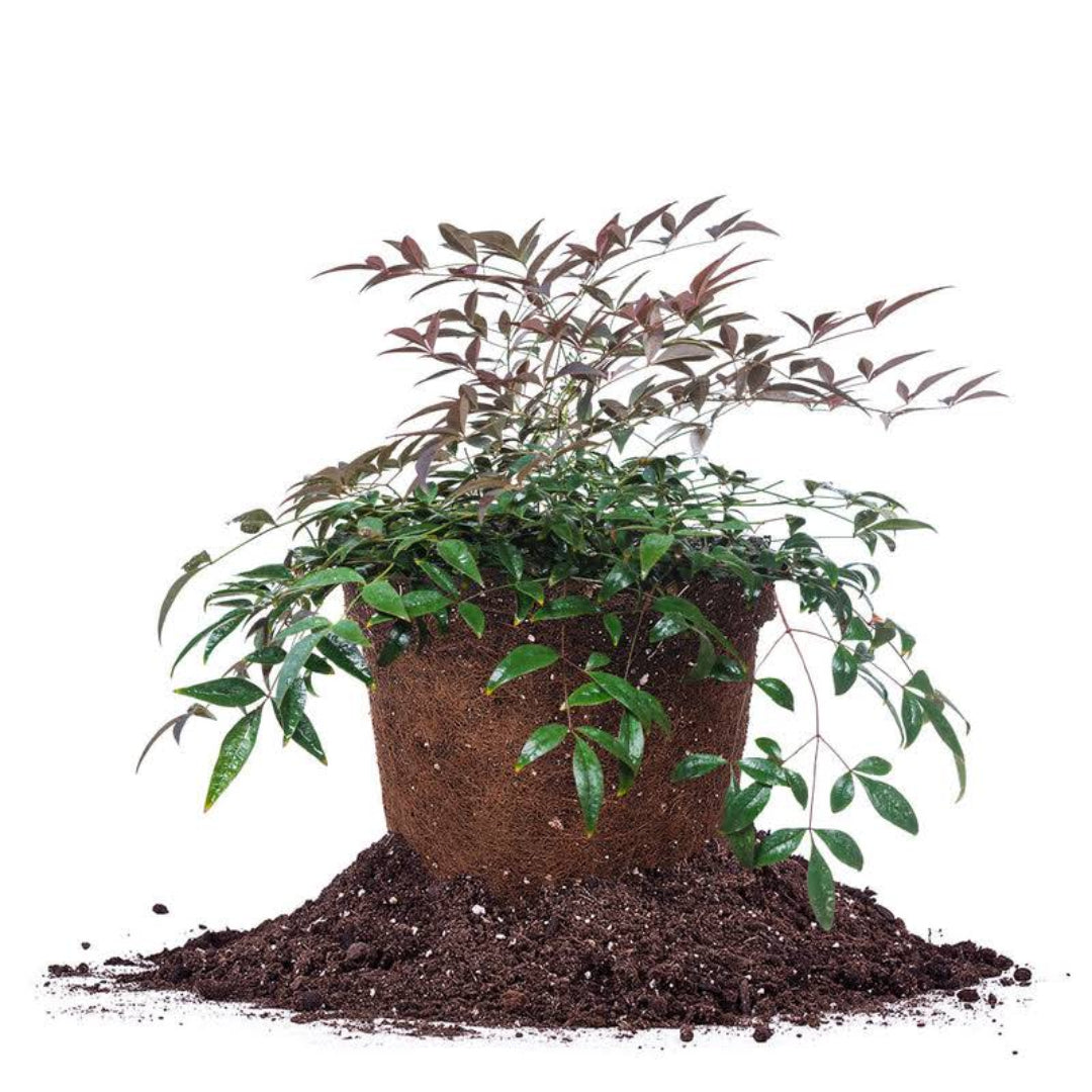 Flirt Nandina