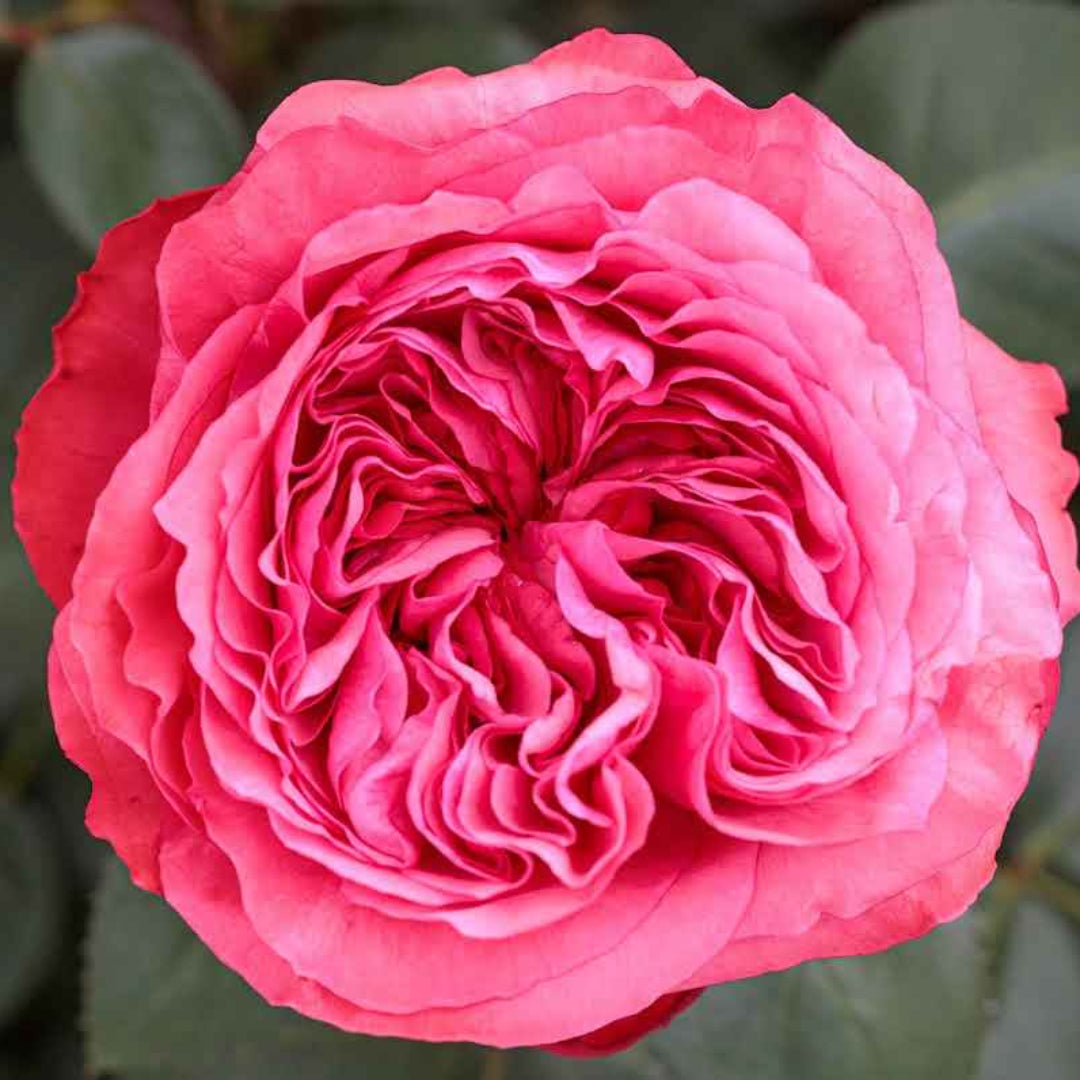 Rosa ‘Meicatess’ Love Me, Love Me Not® Hybrid Tea Rose