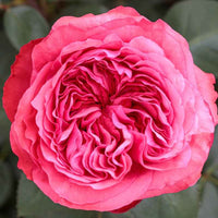 Rosa ‘Meicatess’ Love Me, Love Me Not® Hybrid Tea Rose