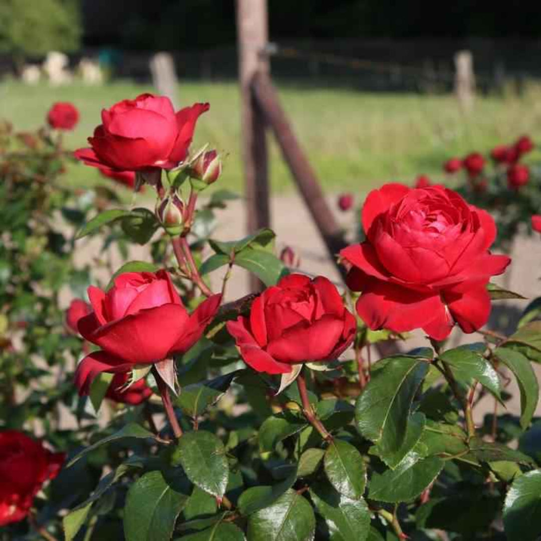 Rosa ‘KORroleotu’ Tiamo® Grandiflora Rose