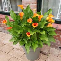 Calla Lily Orange Plant