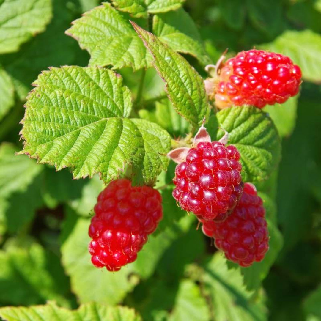 Tayberry Fruit Plant