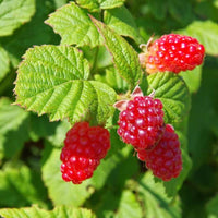 Tayberry Fruit Plant