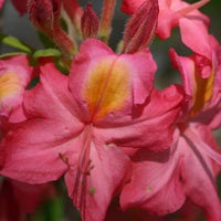 Country Cousin Rhododendron