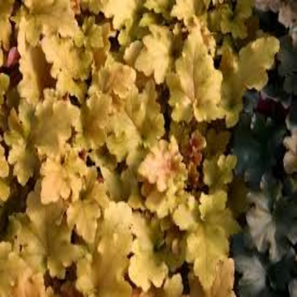 Heuchera &