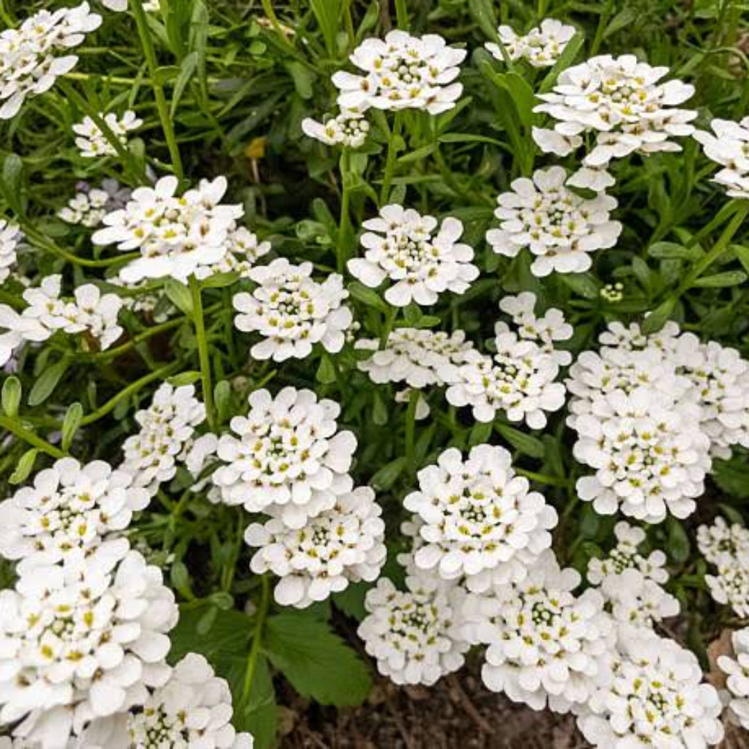 Iberis Sempervirens Snowflake Candytuft