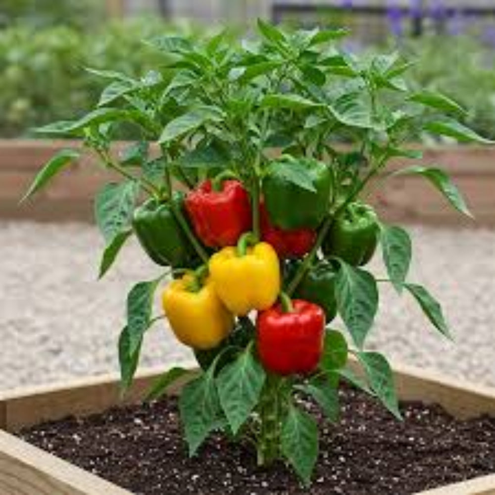 bell pepper plants in pots Bell Pepper Plant