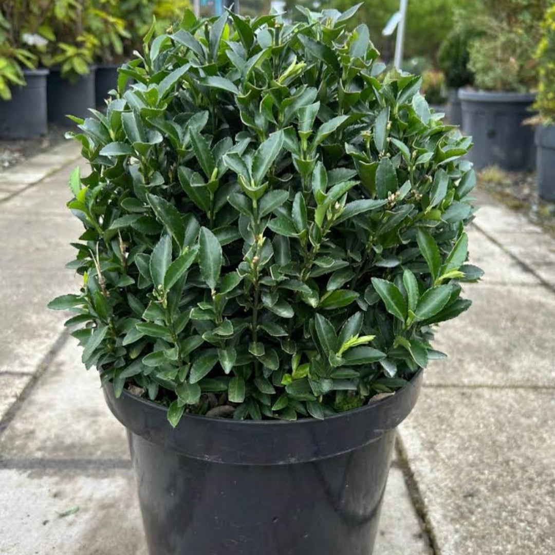 Green Spire Euonymus