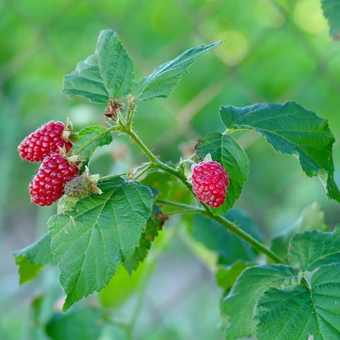 Tayberry Fruit Plant