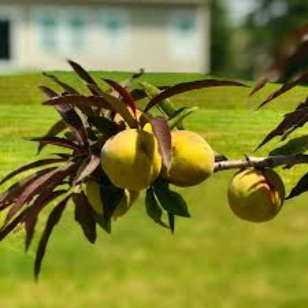 Mandarin Bonfire Patio Peach Tree