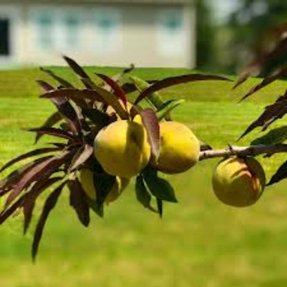 Mandarin Bonfire Patio Peach Tree