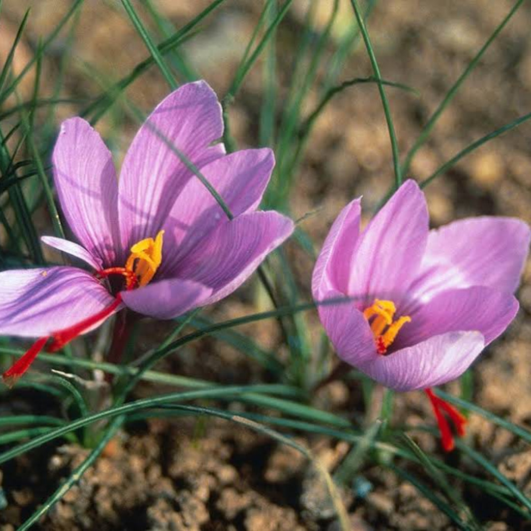 Saffron Spice Plant
