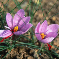 Saffron Spice Plant