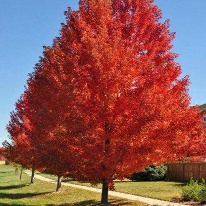 Autumn Blaze Maple Tree