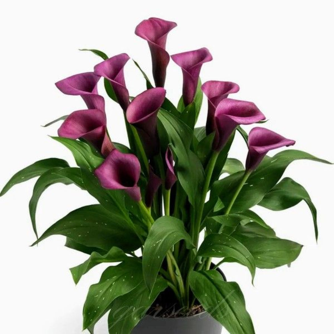 Calla Lily Purple Plant
