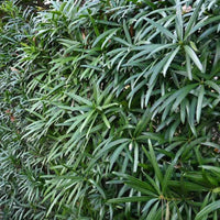 Podocarpus ‘Maki’ Macrophyllus