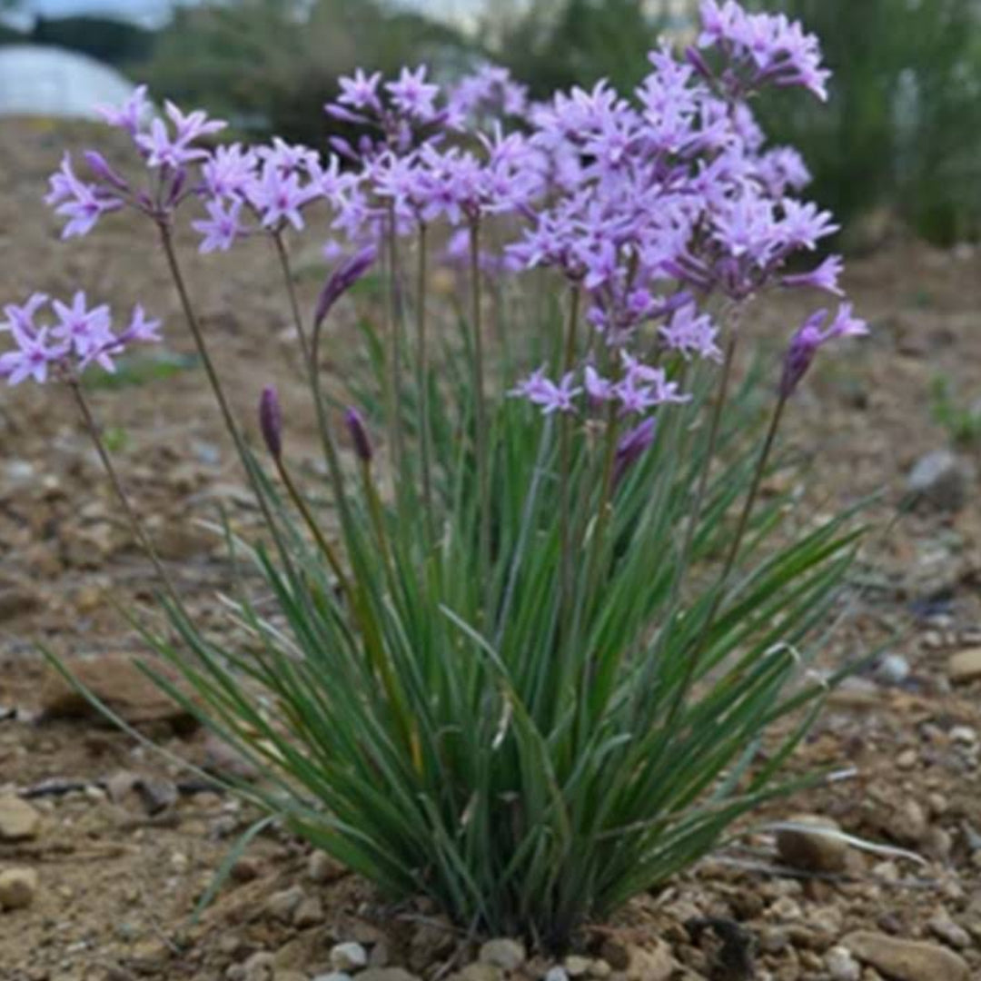 Society Garlic Plant