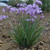 Society Garlic Plant