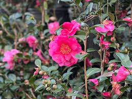 Bonanza Camellia plant showing glossy evergreen foliage and blooms
