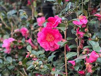 Bonanza Camellia plant showing glossy evergreen foliage and blooms