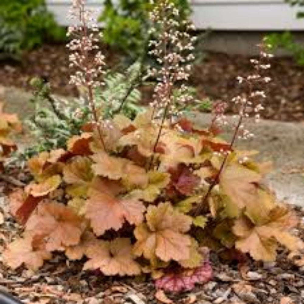 Heuchera Dolce™ &