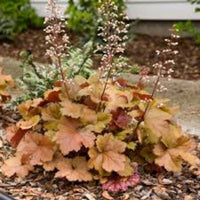 Heuchera Dolce™ 'Toffee Tart' (Coral Bells) - [EG]