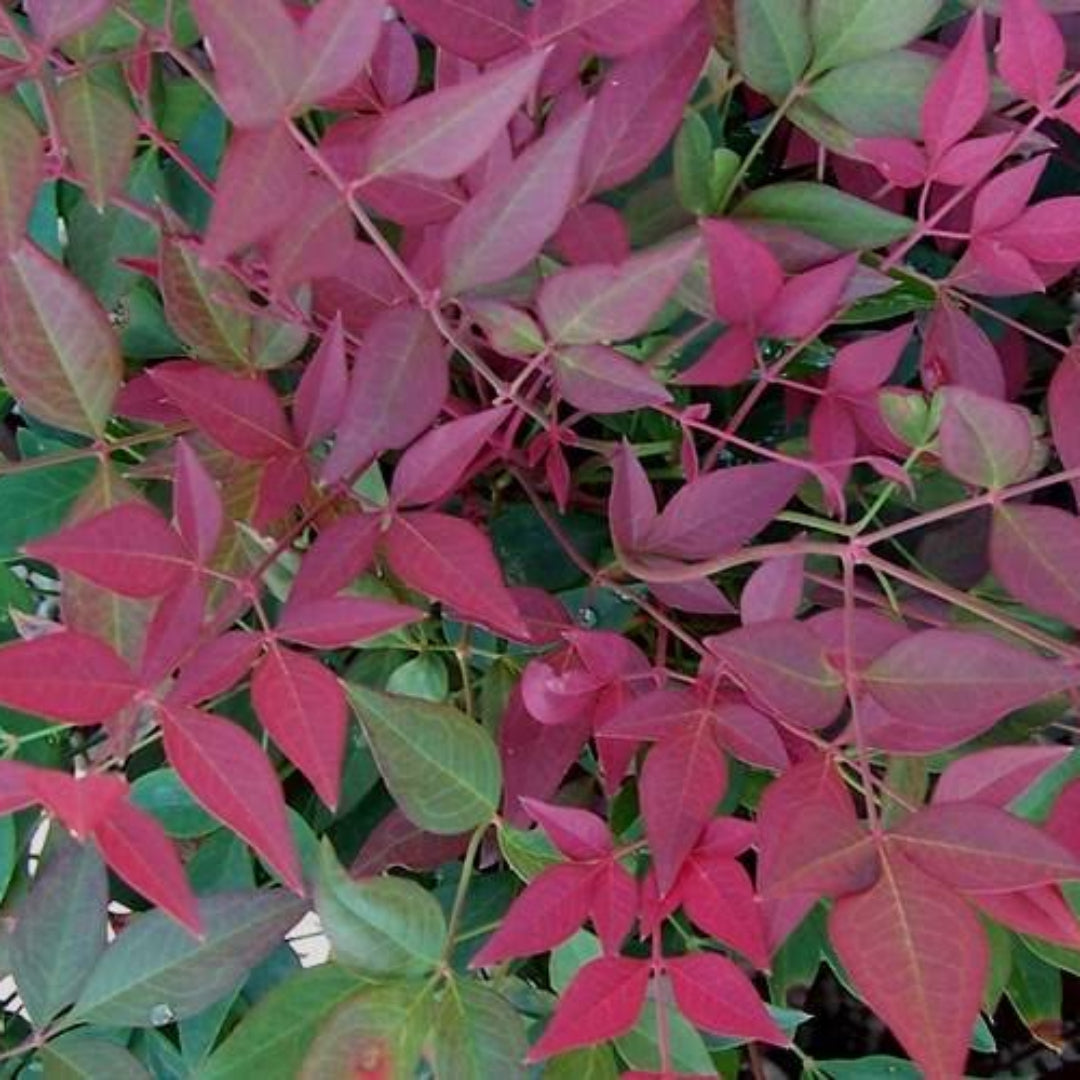 Flirt Nandina