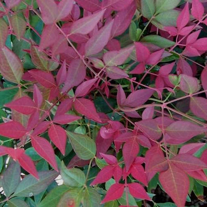 Flirt Nandina