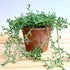 String of dolphins indoor plant with trailing dolphin shaped leaves