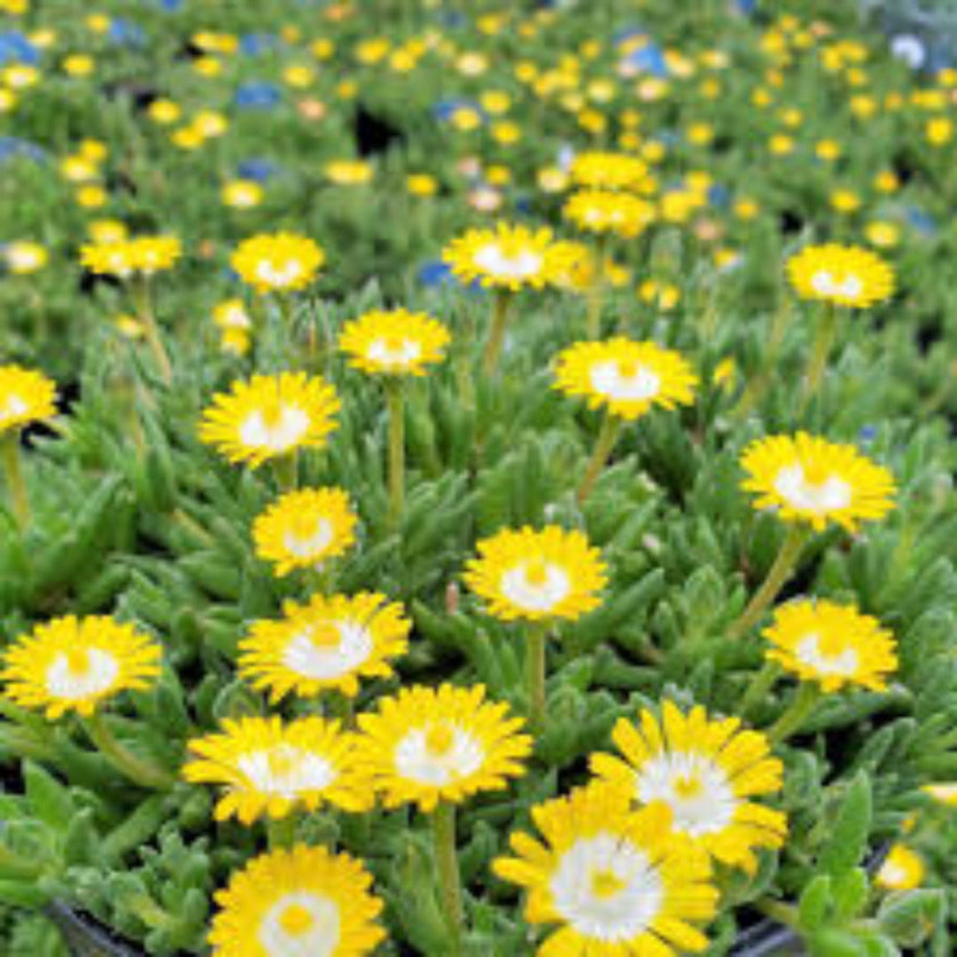 Jewel of Desert Peridot yellow flowering succulent plant