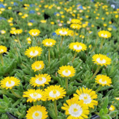 Jewel of Desert Peridot yellow flowering succulent plant