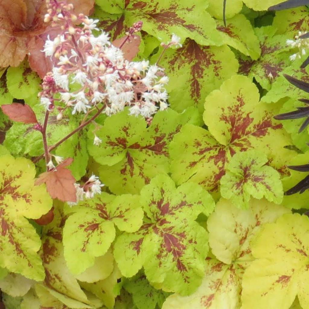 Heucherella Yellowstone Falls