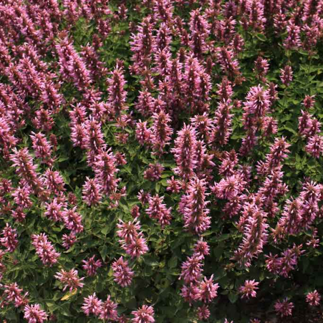 Agastache Poquito™ Series ‘Lavender’ Hyssop