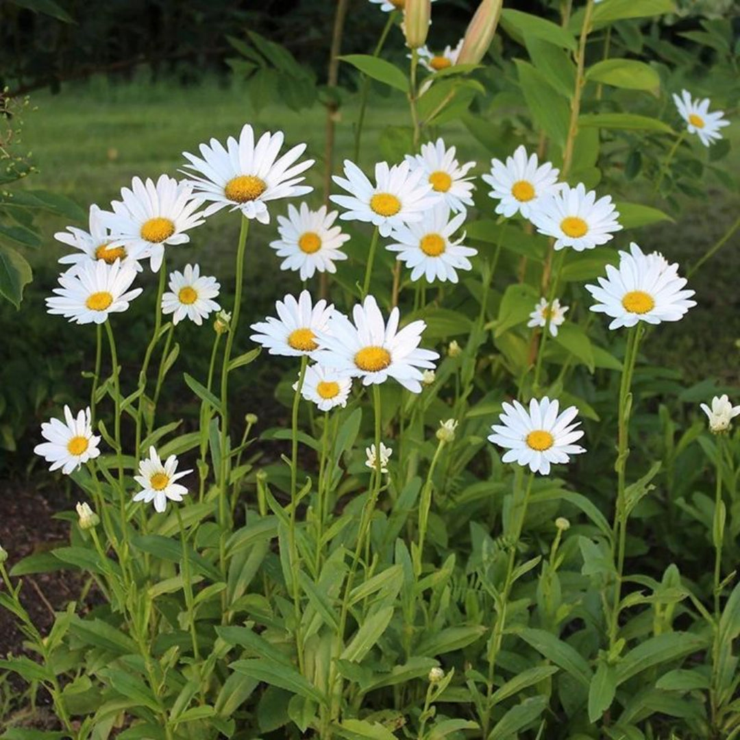 Alaska Shasta Daisy