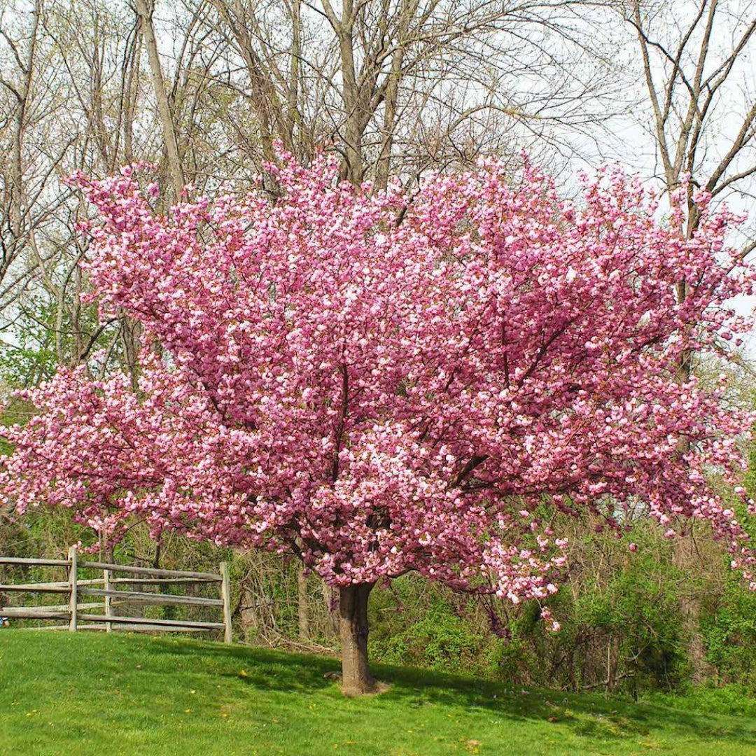 Kwanzan Cherry Tree- Standout Tree