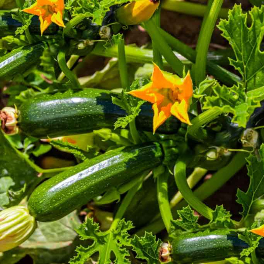Squash Plant