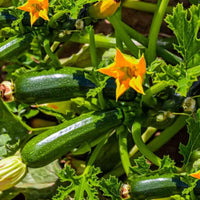 Squash Plant
