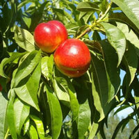 Karla Rose Nectarine Tree