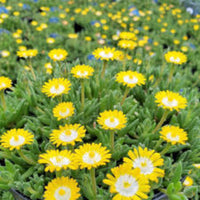 Jewel of Desert Peridot yellow flowering succulent plant